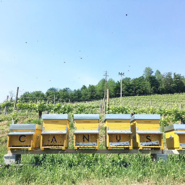Eno-Bee Bees in the Vineyard